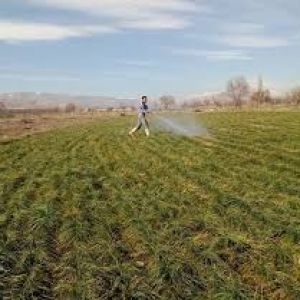 محلول پاشی زعفران: بهترین کود برای محلول پاشی زعفران
